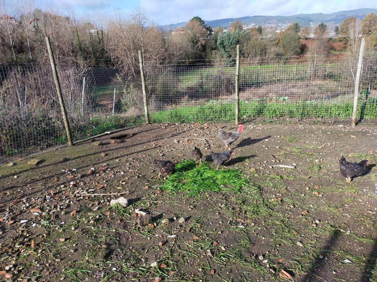 Quinta Da Lage Agroturismo E Enoturismo Celorico De Basto Eksteriør bilde