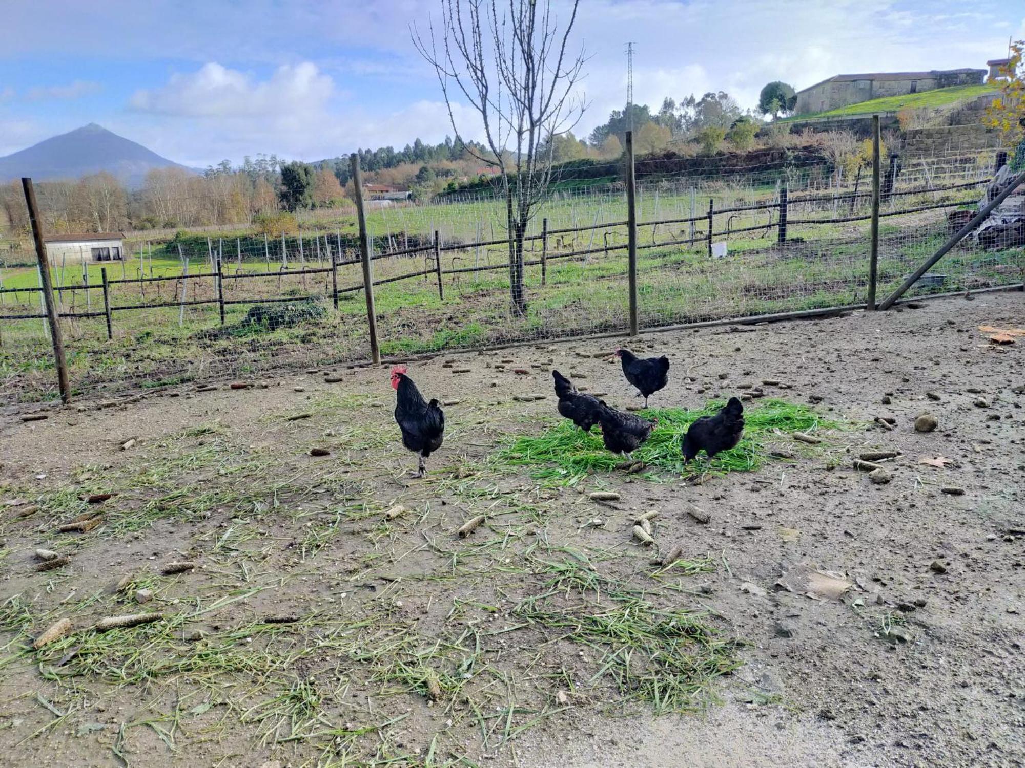 Quinta Da Lage Agroturismo E Enoturismo Celorico De Basto Eksteriør bilde